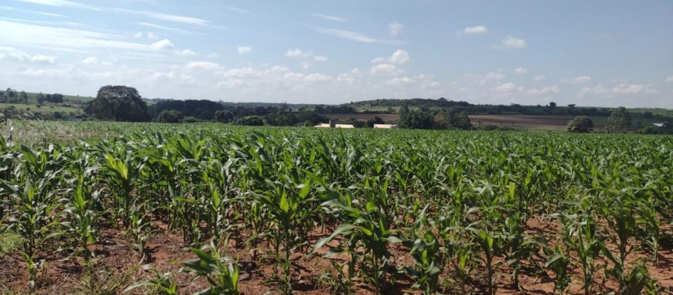 TERRENO NA ÁGUA DA PINGA em ASSIS