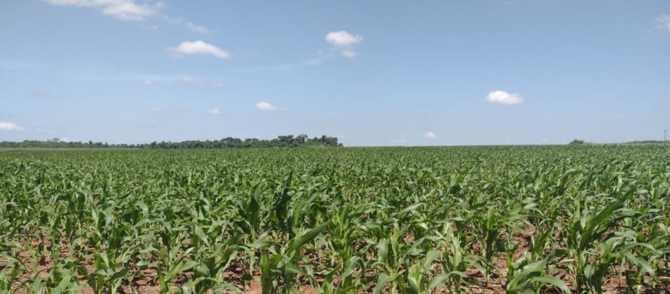 TERRENO NA ÁGUA DA PINGA em ASSIS