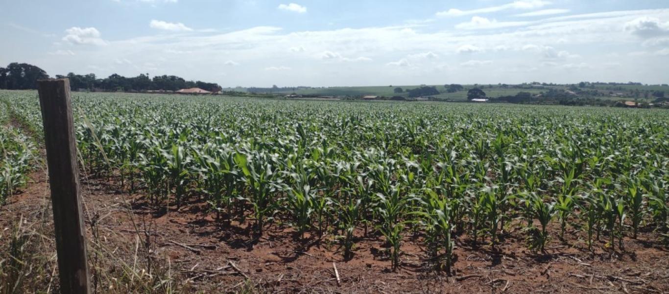 TERRENO NA ÁGUA DA PINGA em ASSIS