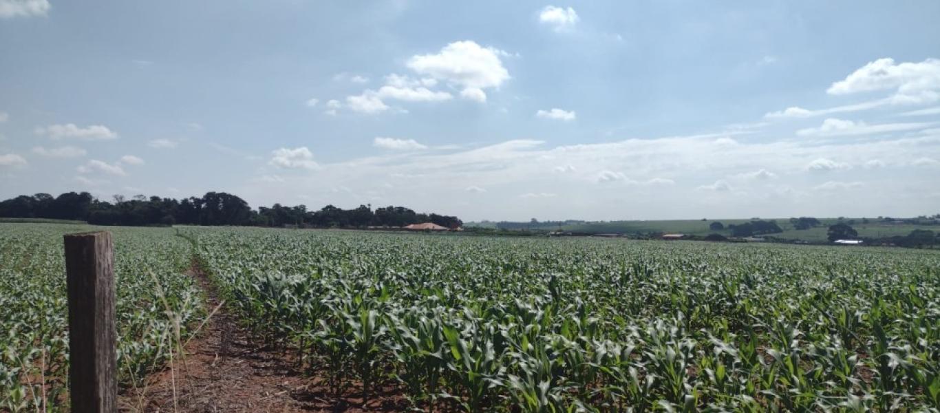 TERRENO NA ÁGUA DA PINGA em ASSIS