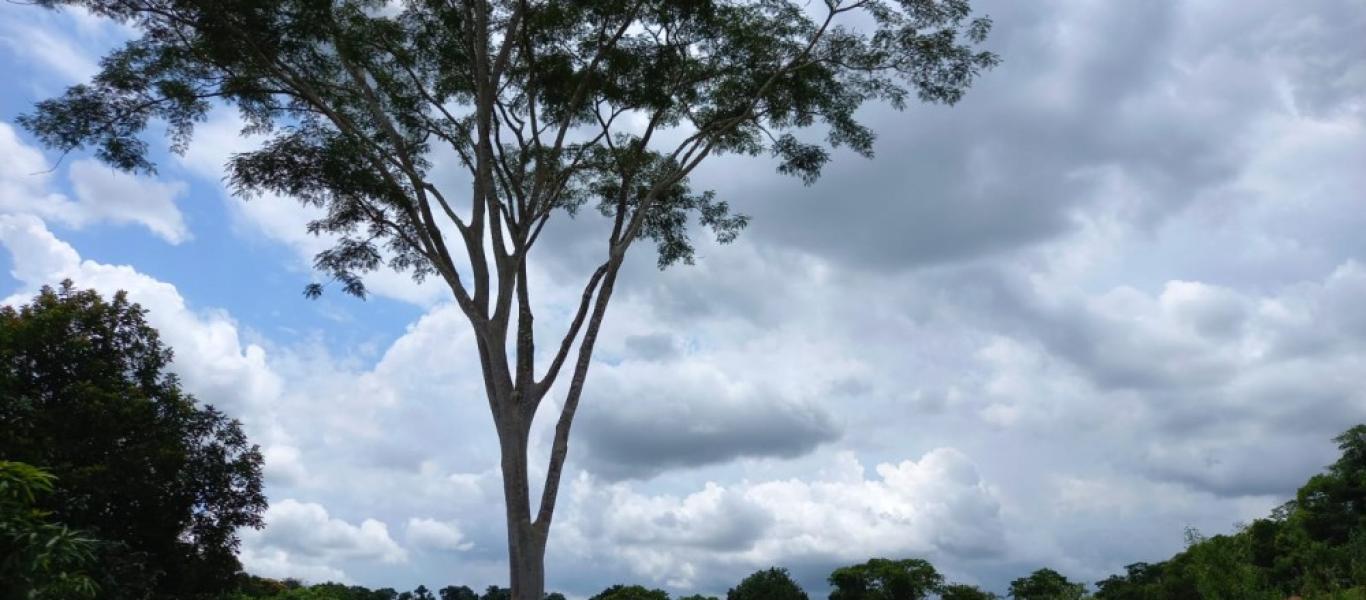 SÍTIO NA SITIO BARREIRO BONITA em Maracaí