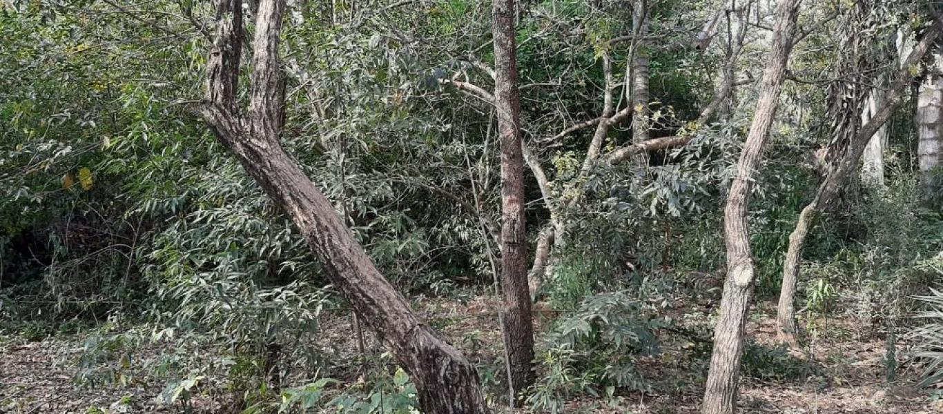 TERRENO NA Quinta dos Flamboyants em Assis