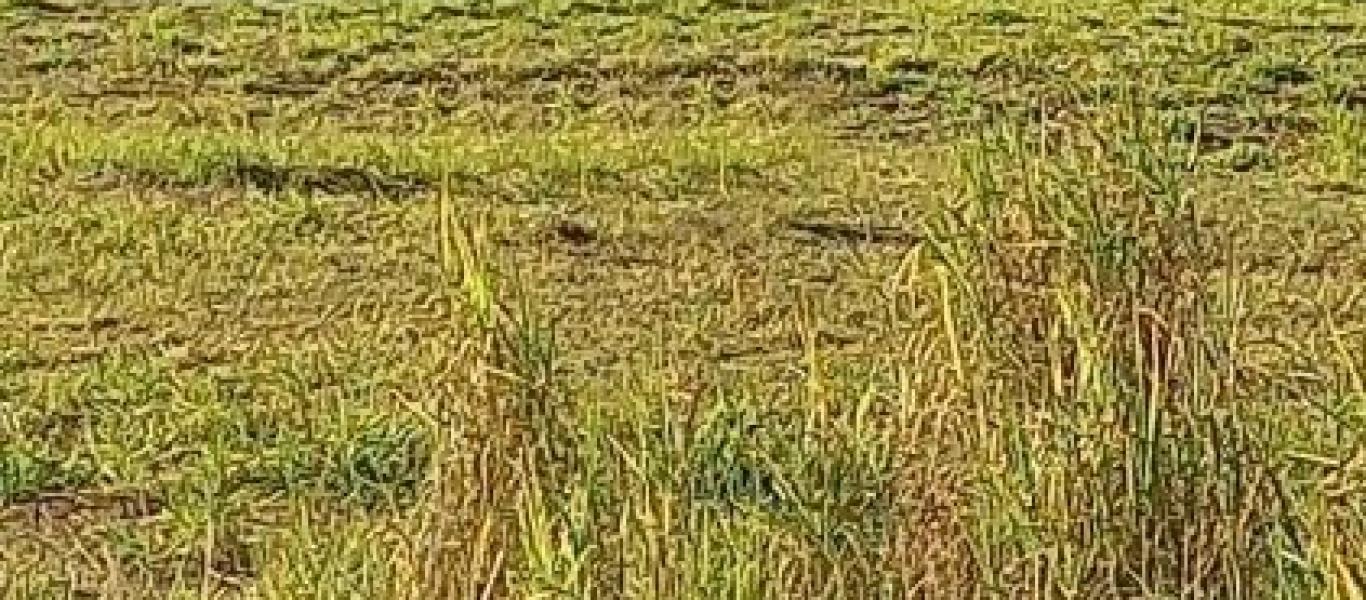 TERRENO NA PORTO ALMEIDA em CÂNDIDO MOTA
